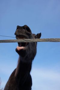 Low angle view of a horse against clear blue sky