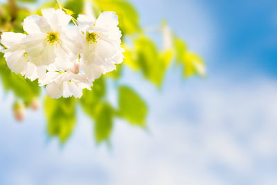 Low angle view of cherry blossoms against sky