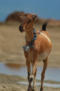 Close-up of horse standing at beach