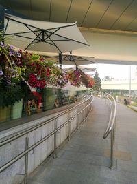 Flowering plants by railing on footpath