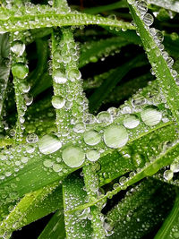 Close-up of wet plant leaves during rainy season