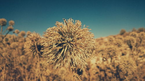 Close-up of plant growing on field