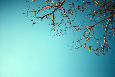 Low angle view of bare tree against clear blue sky