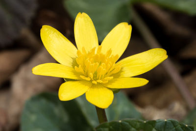 Close-up of yellow flower