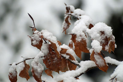 Close-up of frozen plant