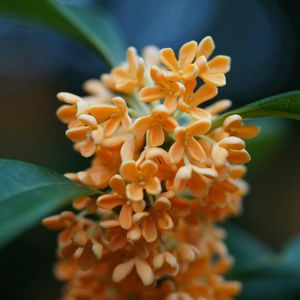 Close-up of yellow flowers