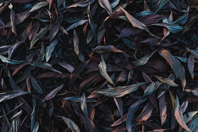 Full frame shot of dried leaves on field