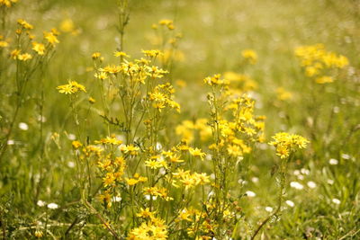 Close-up of yellow flowering plants on field