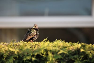 Close-up of bird perching on a plant