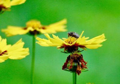 Close-up of bee on yellow flower