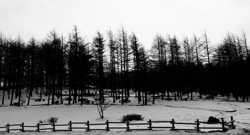 Trees on snow covered field against sky