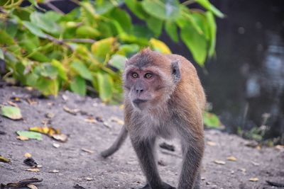 Monkey looking away