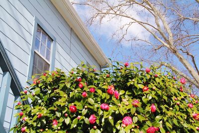 Flowers growing outside house