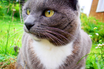 Close-up portrait of cat