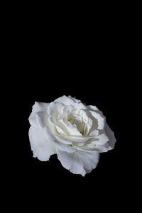 Close-up of white rose against black background