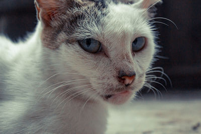 Close-up of cat looking away