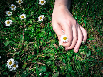 Close-up of daisy flowers on field