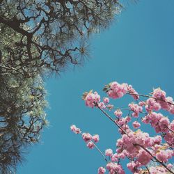 Low angle view of flowers against blue sky