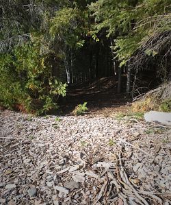 Trees in forest