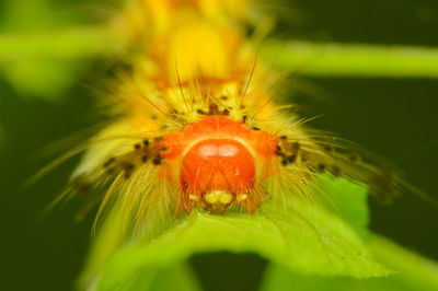 Close-up of insect on flower