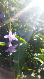 Close-up of flower blooming on tree