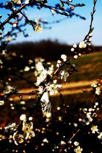 Close-up of cherry blossoms in spring