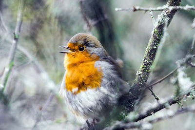 Close-up of bird perching outdoors