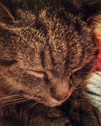 Close-up of cat sleeping