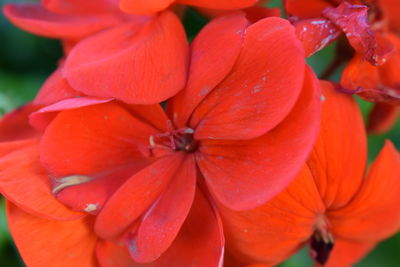 Close-up of orange flowers blooming outdoors