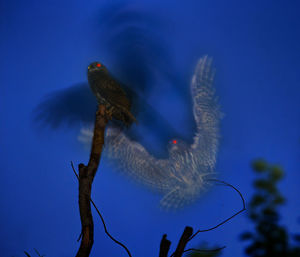 Close-up of hawks flying against blue sky