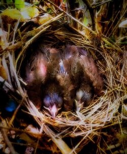 High angle view of dead bird in nest