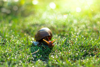 Snail crawling on green grass,snail eating dew on grass.