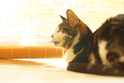 Close-up of a cat sticking out her tongue