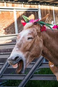 Close-up of horse