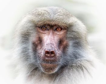 Close-up portrait of a monkey