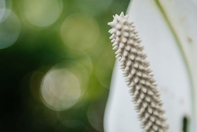 Close-up of white flowering plant