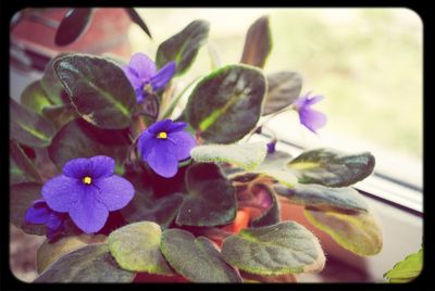 Close-up of purple flowers blooming