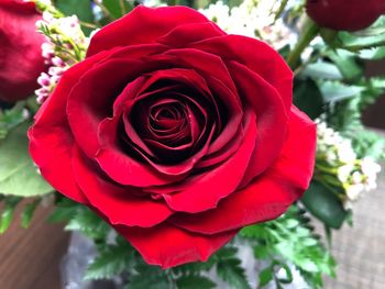 Close-up of red rose