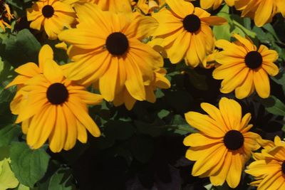 Yellow flowers blooming outdoors