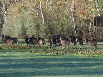 Horses grazing on field