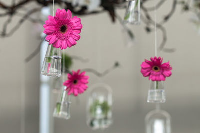 Close-up of pink flowers in vase