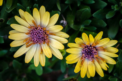 High angle view of yellow flowering plant