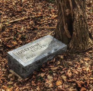 High angle view of text on tree trunk