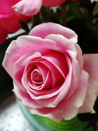 Close-up of pink rose