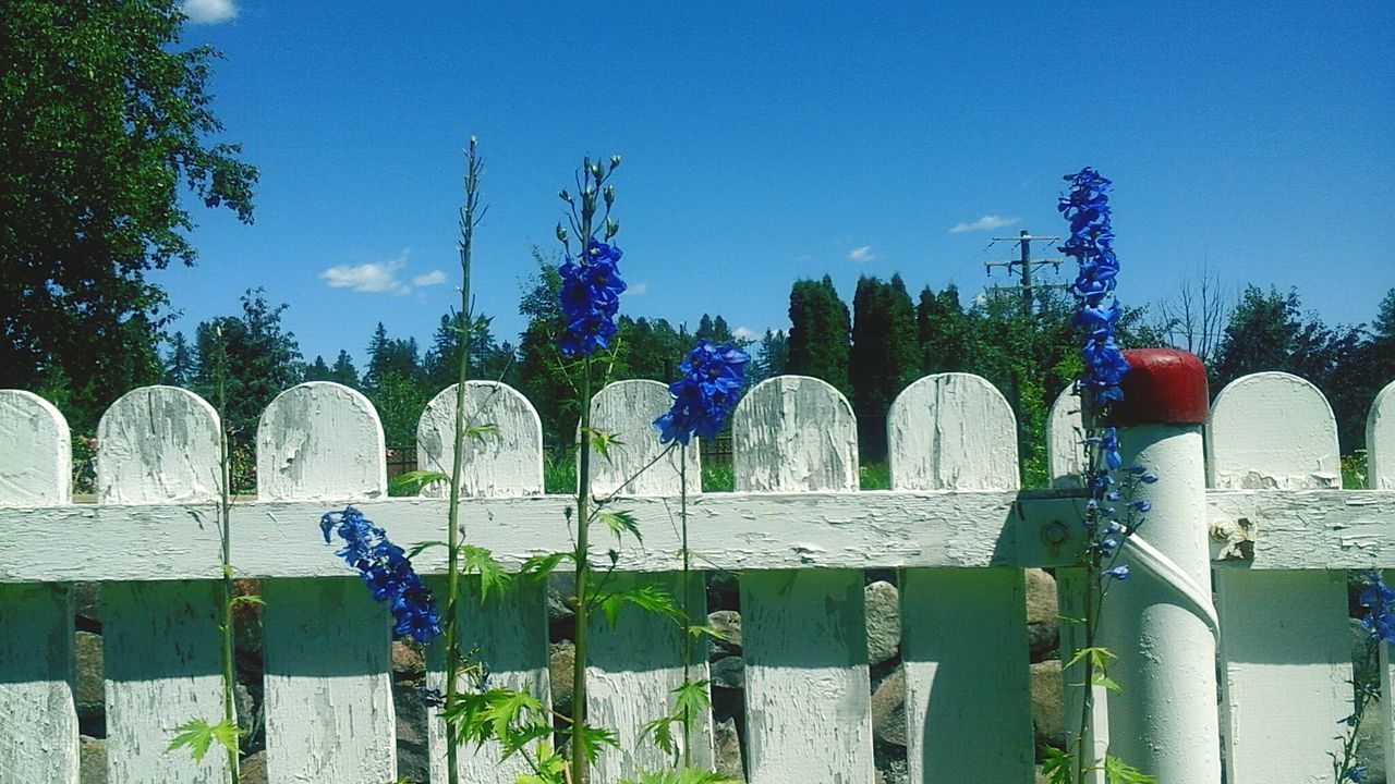 blue, tree, growth, sky, plant, nature, green color, outdoors, in a row, day, no people, tranquility, grass, beauty in nature, purple, pole, multi colored, tranquil scene, side by side, green