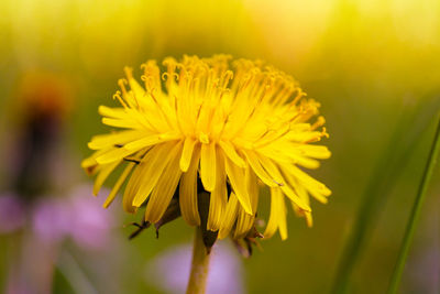 Macro shot of blooming dandelion flower