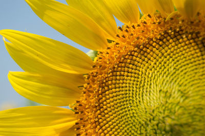 Close-up of sunflower