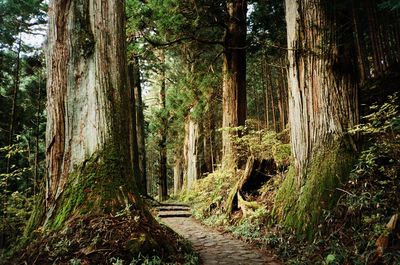 Trees growing in forest