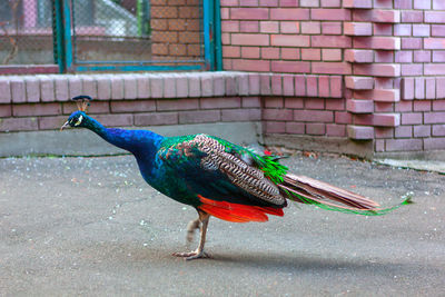 Peacock at courtyard . exotic bird with colorful feathers