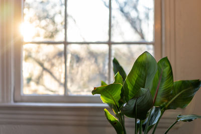 Close-up of potted plant on window sill at home